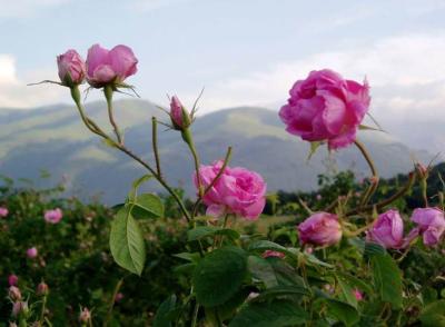 VALLEY OF ROSES - TOUR TO KAZANLUK, SHIPKA, ETARA 0